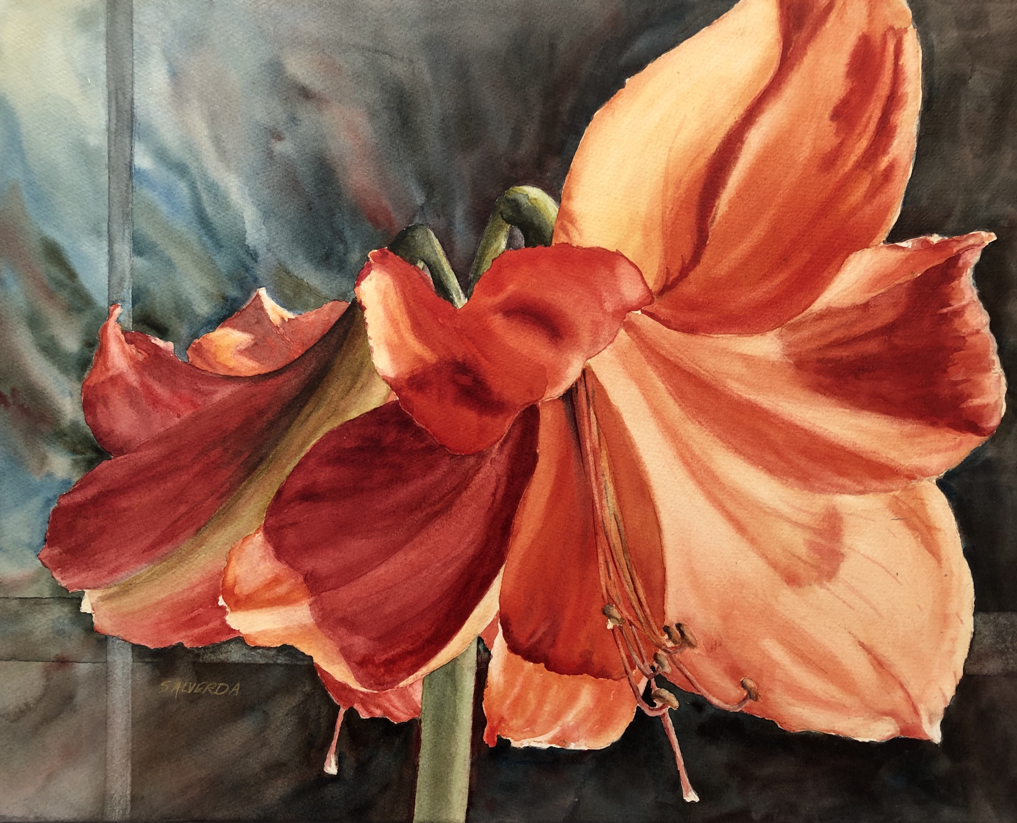 Red Splendor Amaryllis